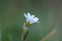 Cerastium arvense