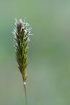 Anthoxanthum odoratum