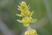 Cruciata laevipes