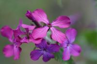 Lunaria annua
