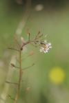 Draba muralis