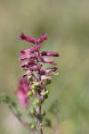 Fumaria officinalis
