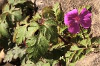Geranium robertianum