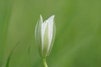 Ornithogalum divergens