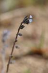 Myosotis ramosissima