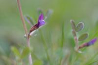 Vicia lathyroides