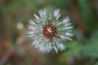 Taraxacum section Erythosperma