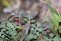 Teesdalia nudicaulis