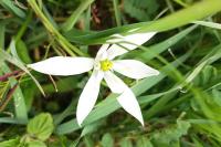 Ornithogalum divergens