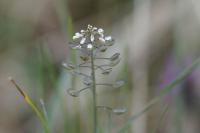 Microthlaspi perfoliatum