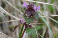 Lamium hybridum