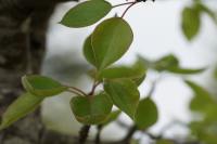 Pyrus communis subsp. pyraster