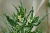 Lithospermum officinale