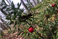 Ruscus aculeatus