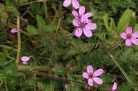 Erodium cicutarium