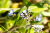Myosotis ramosissima