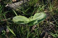 Himantoglossum hircinum
