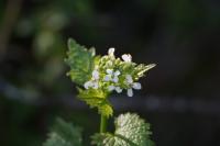 Alliaria petiolata