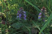 Ajuga reptans