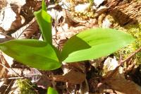Convallaria majalis