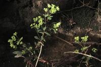 Euphorbia amygdaloides