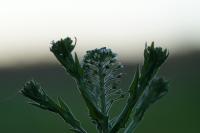 Lepidium campestre
