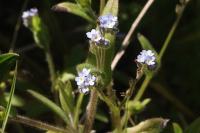 Myosotis ramosissima