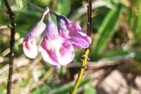 Lathyrus linifolius