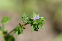 Veronica arvensis