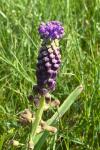 Muscari comosum