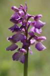 Anacamptis morio