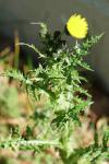 Sonchus asper