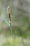 Carex flacca