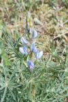 Lupinus angustifolius