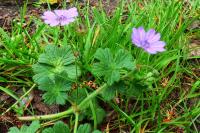 Geranium pyrenaicum