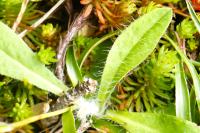 Pilosella officinarum