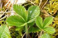 Fragaria vesca
