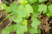 Ribes rubrum