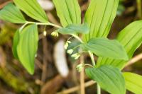 Polygonatum multiflorum