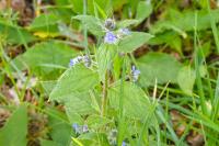 Pentaglottis sempervirens