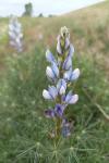 Lupinus angustifolius