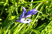 Hyacinthoides non-scripta