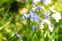 Cardamine pratensis