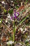 Anacamptis morio