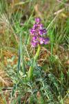 Anacamptis morio