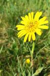 Tragopogon pratensis