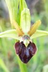Ophrys aranifera