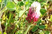 Trifolium incarnatum var. molinerii