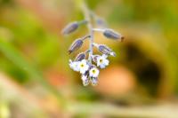 Myosotis ramosissima