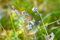 Myosotis ramosissima